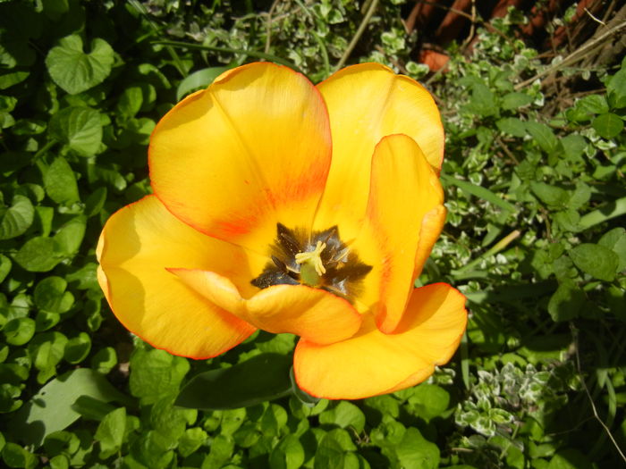 Tulipa Blushing Apeldoorn (2016, Apr.13)