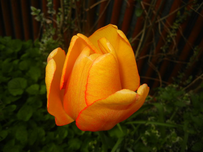 Tulipa Blushing Apeldoorn (2016, Apr.14)