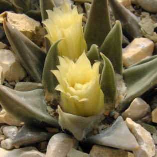 Ariocarpus trigonus - achizitionat - Whish list pentru viata urmatoare1