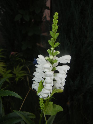 Physostegia virginiana Alba ('15,Jul.05) - PHYSOSTEGIA Virginiana Alba