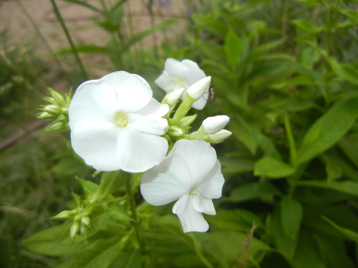 Phlox paniculata White (2015, Jul.01)