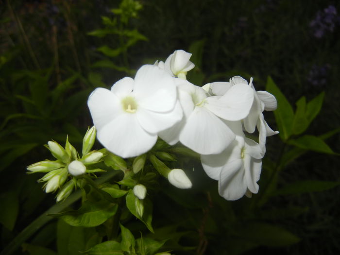 Phlox paniculata White (2015, Jul.03)