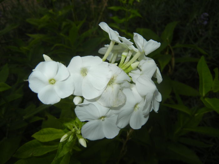 Phlox paniculata White (2015, Jul.05)