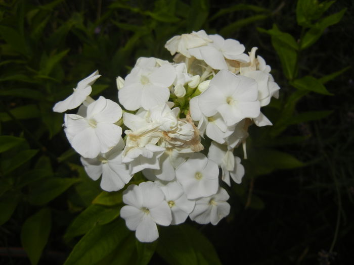 Phlox paniculata White (2015, Jul.10)