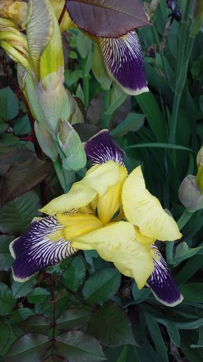 iris galben cu mov Nibelungen; Iris Germanica Nibelungen
