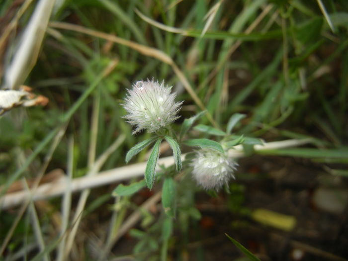 Trifolium arvense (2015, July 10)