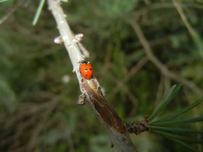 Ladybug on Juniper (2015, July 05)