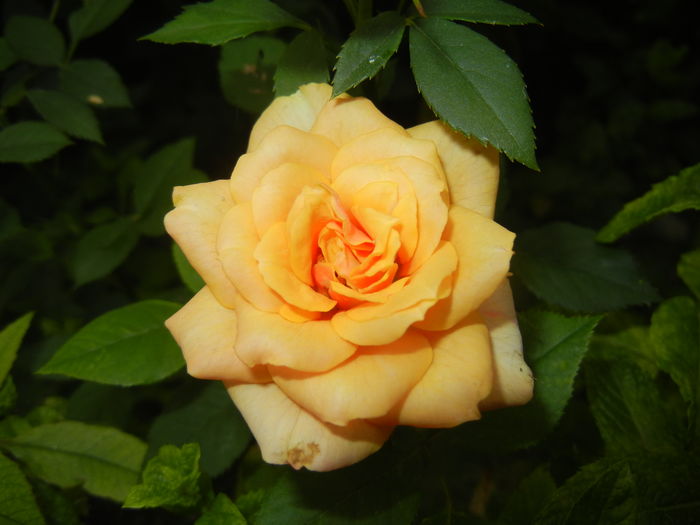 Orange Miniature Rose (2015, July 03)