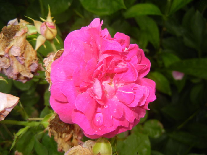 Rosa damascena (2015, June 05)