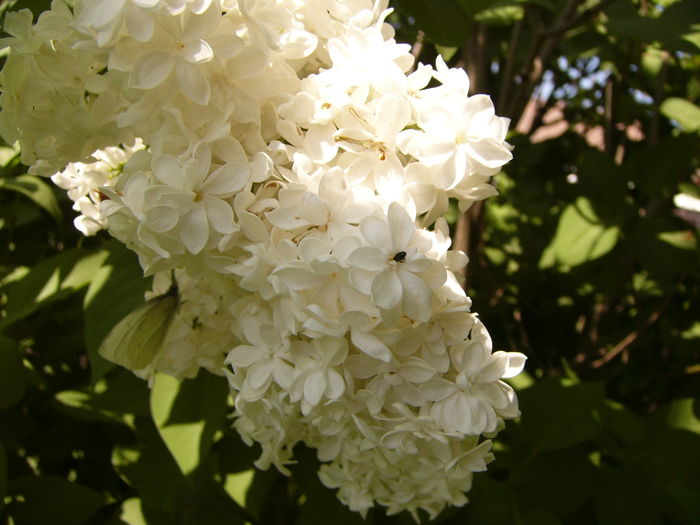 Syringa vulgaris alb cu flori involte