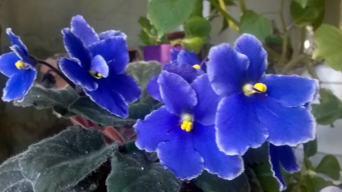 WP_20151228_14_44_50_Pro - violetele mele