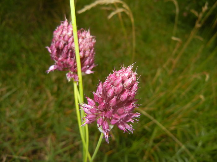Allium sphaerocephalon (2015, July 10)