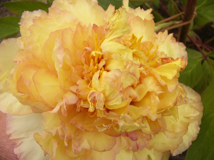 Paeonia suffruticosa de la Anthesis - ANUL 2016 FLORI I