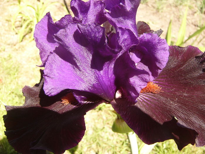 Iris Wild Winngs - ANUL 2016 FLORI I