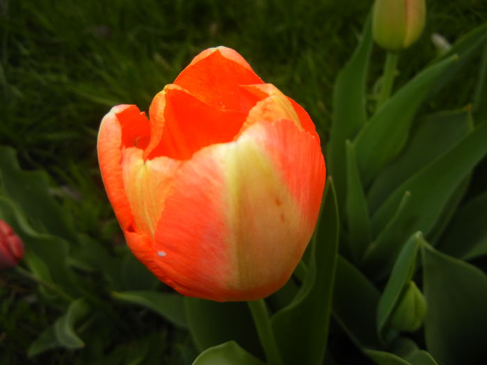 Bright Orange tulip (2016, April 08)