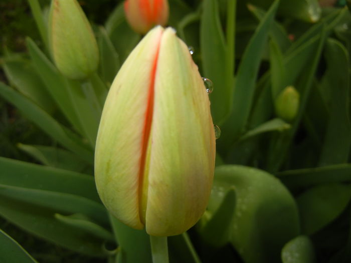 Bright Orange tulip (2016, April 08)