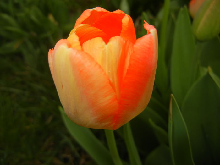 Bright Orange tulip (2016, April 08)