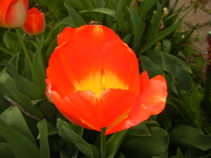 Bright Orange tulip (2016, April 10)