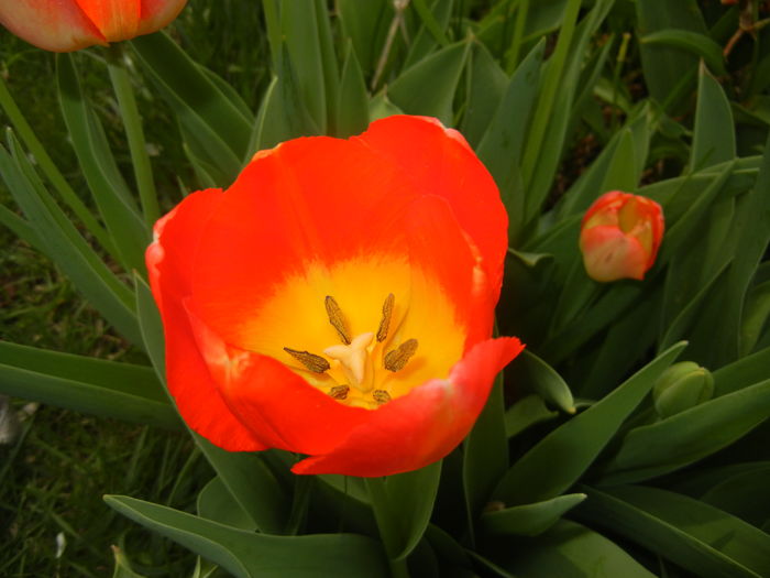 Bright Orange tulip (2016, April 10)