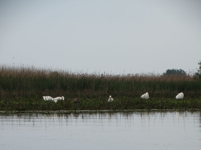 DSC00556 - Delta Dunarii