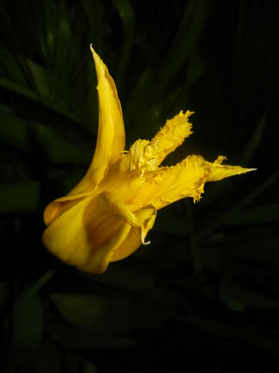 Tulipa Cistula (2016, April 15)