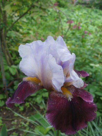 `Lilac Wine` - Iris  2016