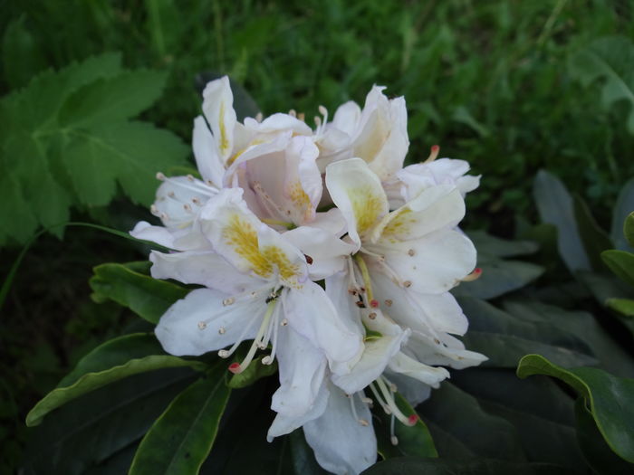 Madame Masson - E Florar in calendar