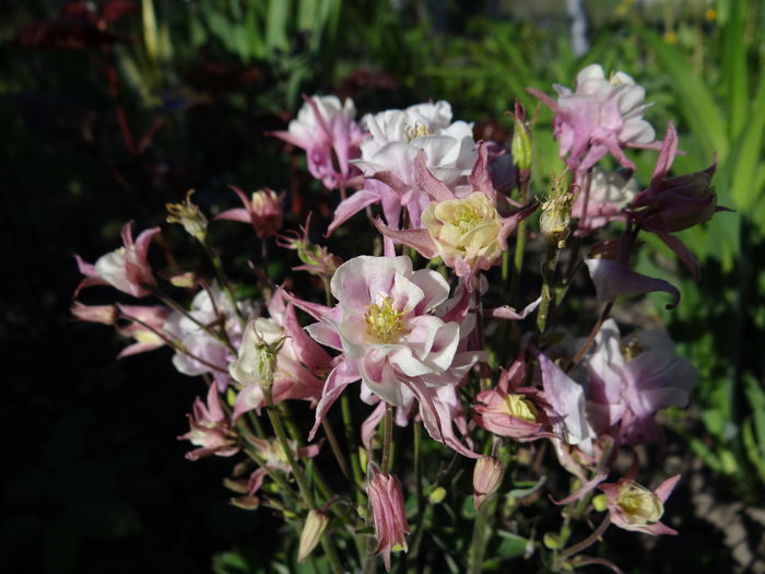 caldarusa dubla rose-white - E Florar in calendar