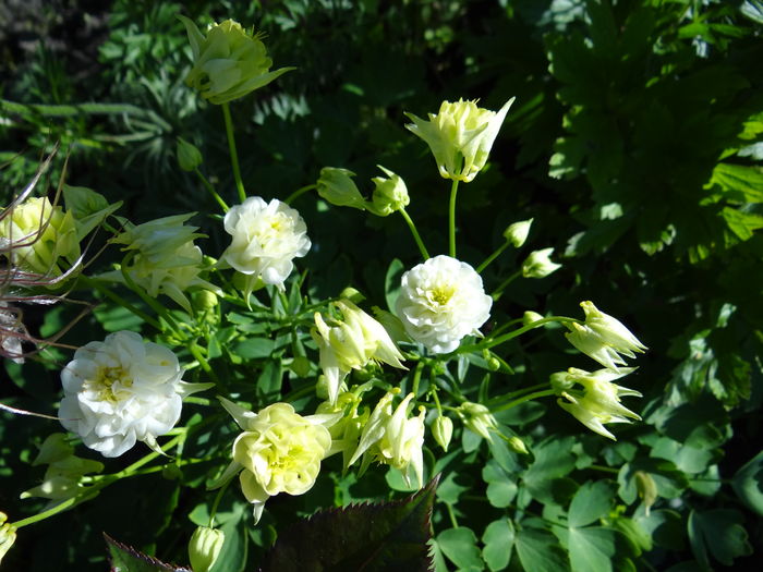 Aquilegia 'Winky Double white-white' - E Florar in calendar