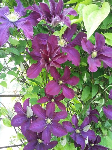 20160510_161119 - 2016 Clematis