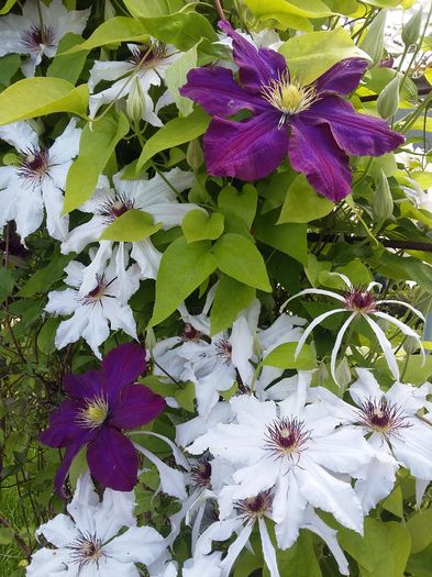 20160510_161145 - 2016 Clematis