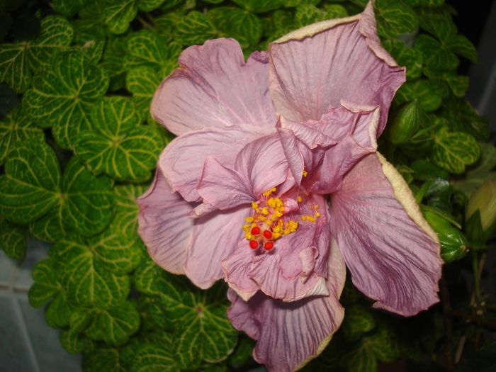 DSC05342 - Hibiscus Key West Thunderhead