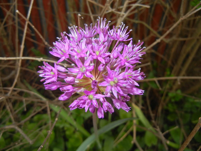 Allium Purple Sensation (2016, April 29) - Allium aflatunense Purple