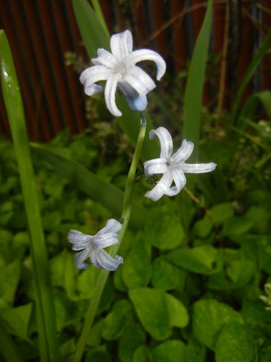 Hyacinth multiflora Blue (2016, April 11)