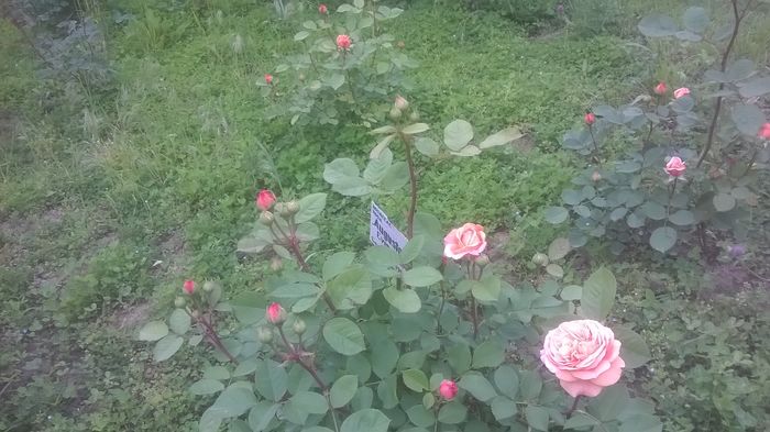 WP_20160514_14_10_00_Pro - Trandafirii din Gradina Botanica Bucuresti