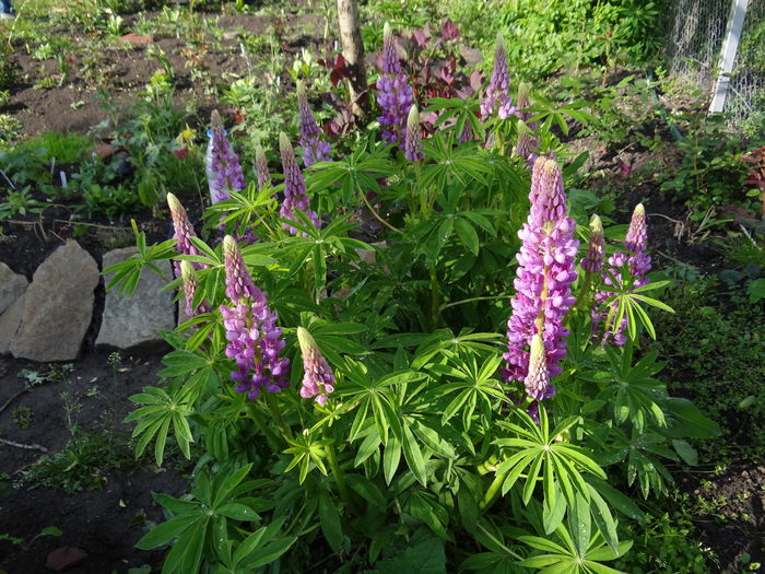 17 mai - E Florar in calendar