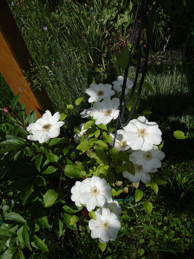 17 mai - E Florar in calendar