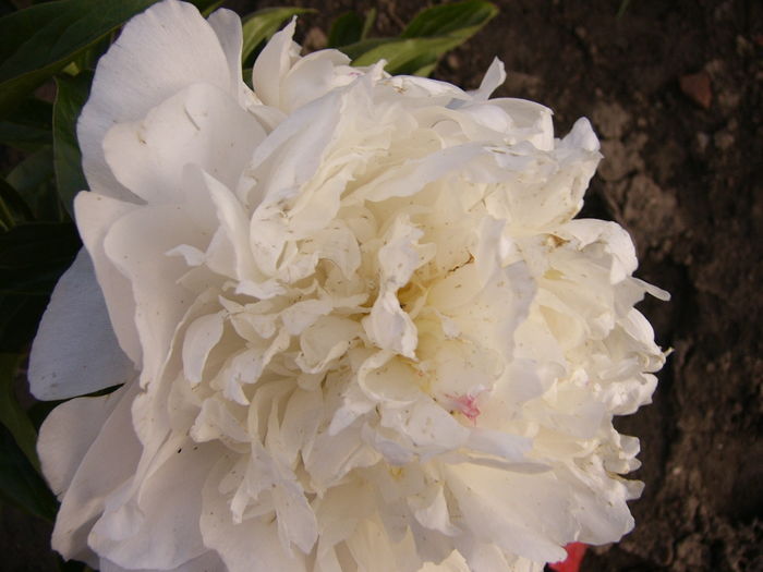 Paeonia Marie Lemoine