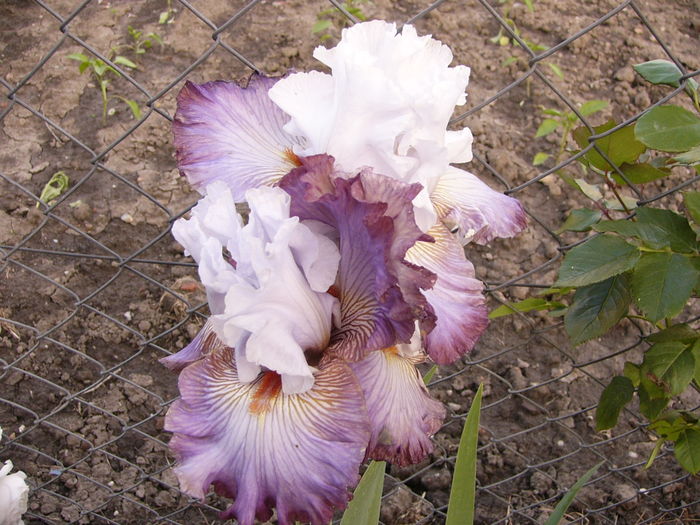 Iris Arthause