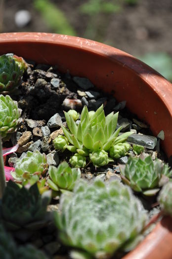 DSC_9799 - Sempervivum