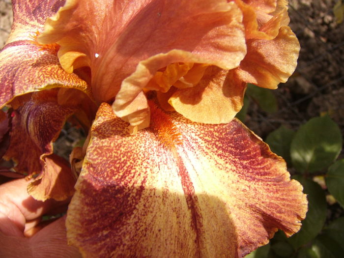 Iris Ruffled Copper Sunset