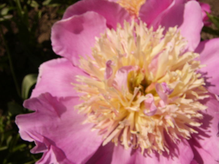 Paeonia Largo - ANUL 2016 FLORI IV