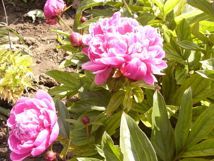 Paeonia Jadviga