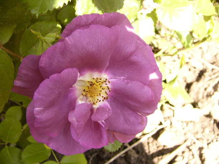 Rosa Rhapsody in blue