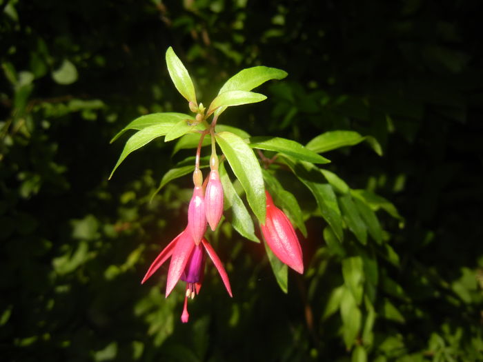Fuchsia magellanica Gracilis (15, Aug.03)