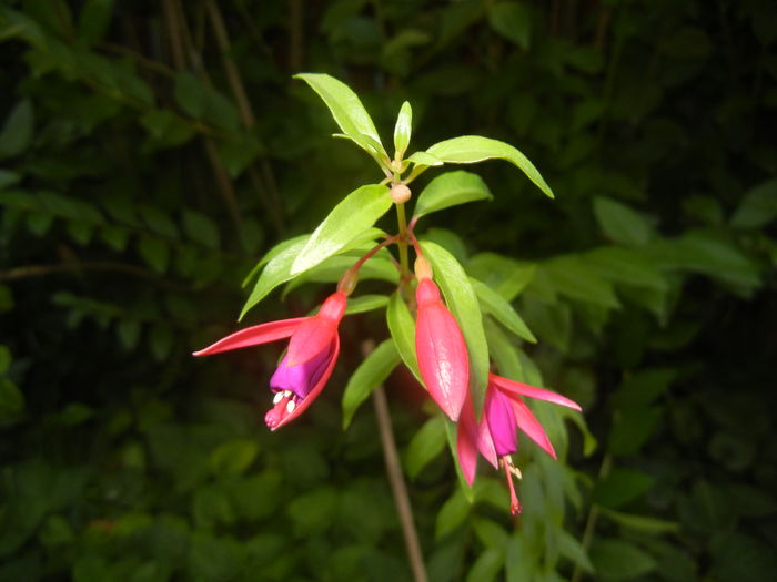Fuchsia magellanica Gracilis (15, Aug.09)