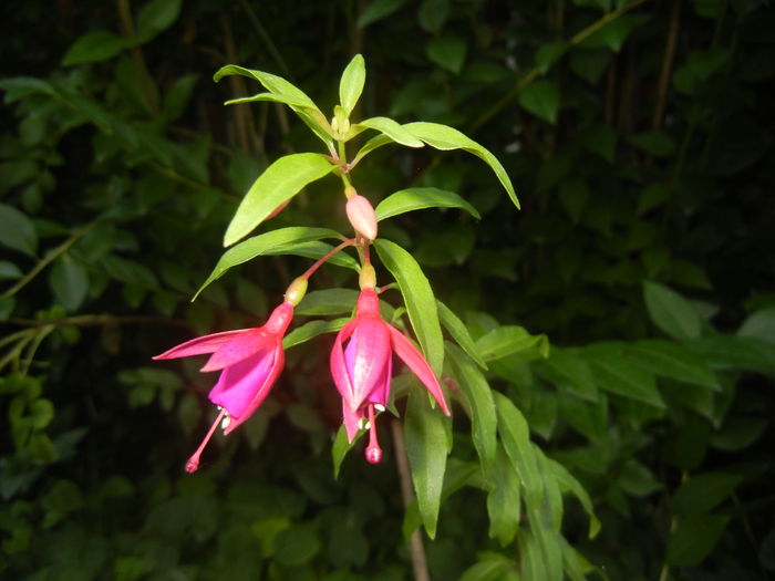 Fuchsia magellanica Gracilis (15, Aug.13)