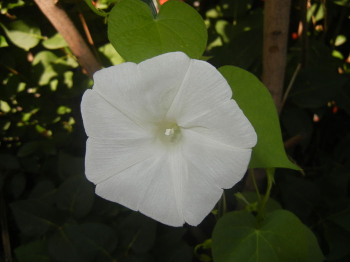 Morning Glory_Ipomoea (2015, Aug.08) - ZORELE Ipomoea