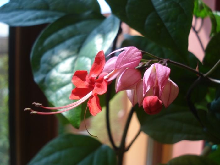 metamorfoza (2) - clerodendron speciosum - splendens