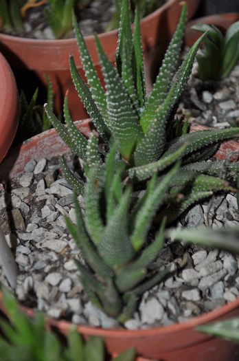 haworthia attenuata